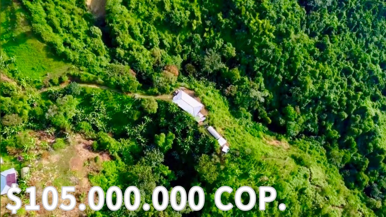 Finca productiva en venta | 38.725 m² – La Quisquina, Palmira | Valle del Cauca Colombia
