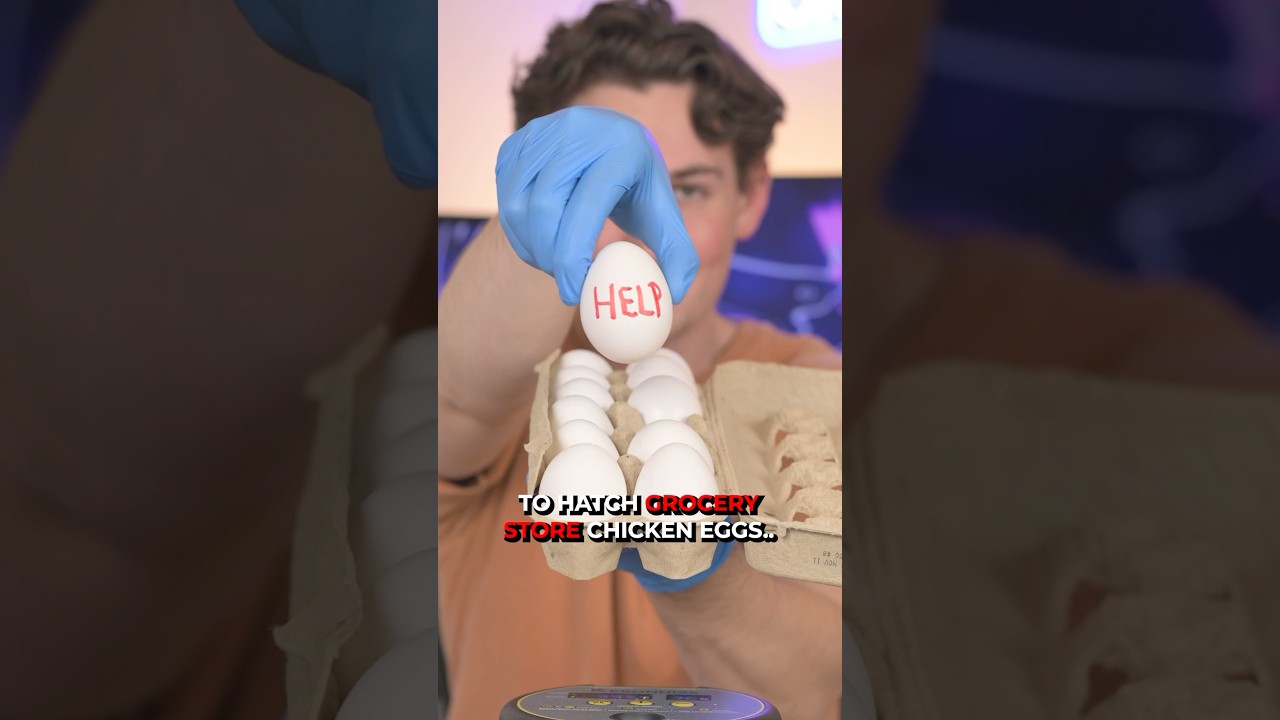 I Tried to Hatch Super Market Chicken Eggs.. 😳 #shorts