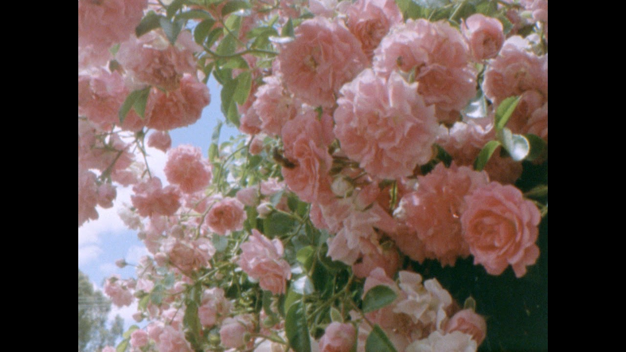 pentaflex 16mmKodak 50D Bee
