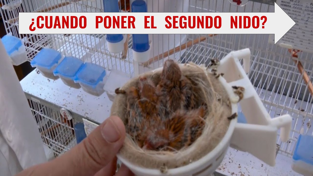 VIDEO MANEJO DEL AVIARIO AL PONER EL SEGUNDO NIDO