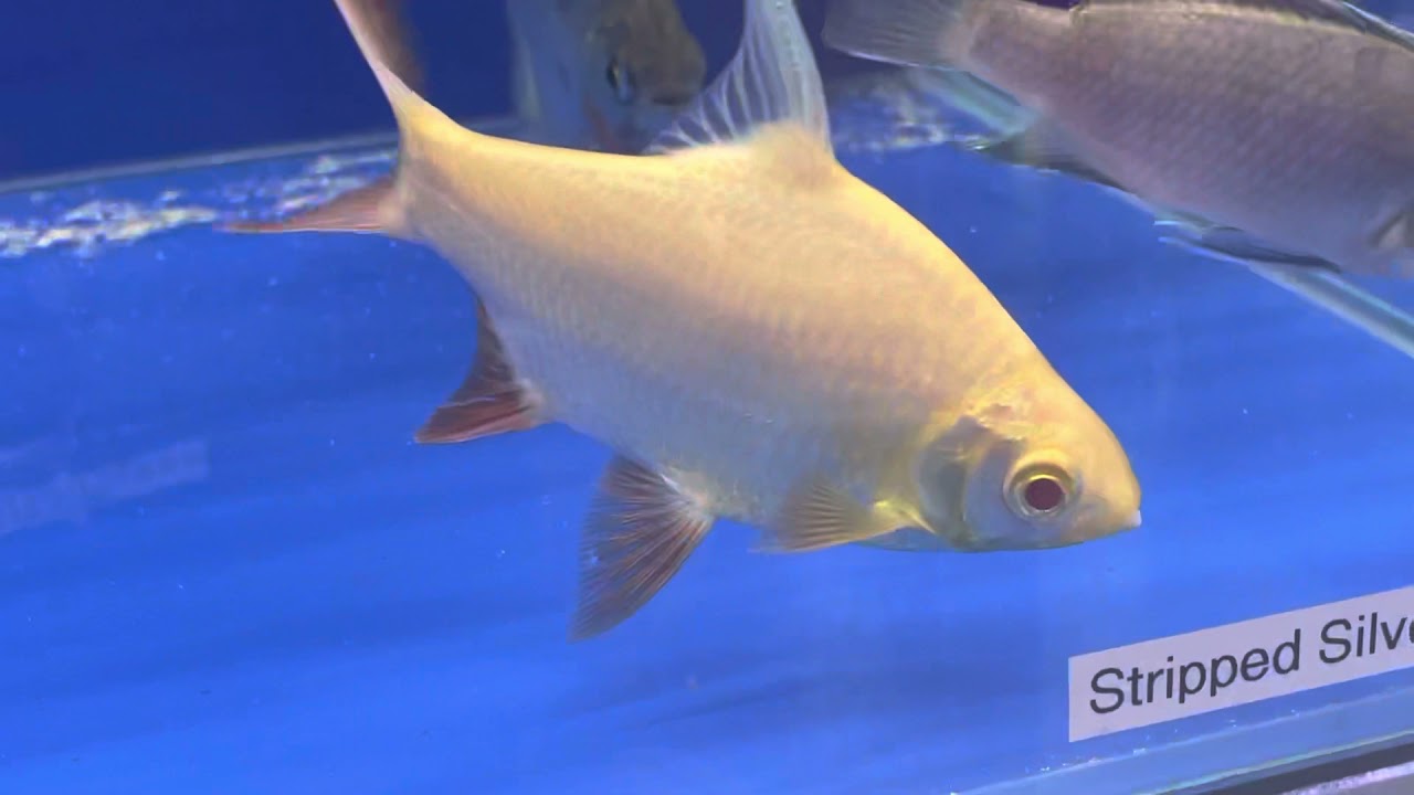 Golden Tinfoil barbs are great for big tanks!