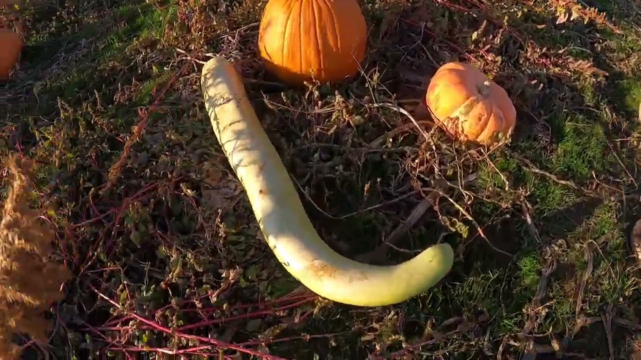 Pumpkin Patch PT3