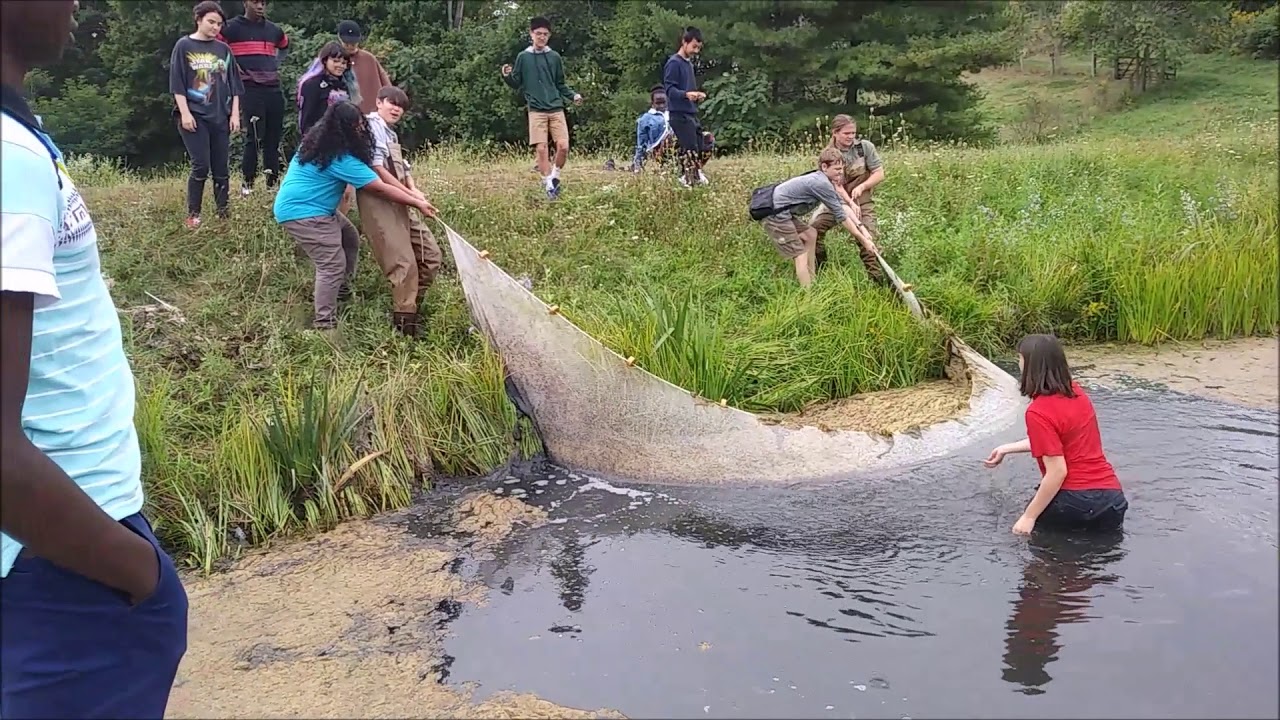 Removing Pond Weeds Without Chemicals