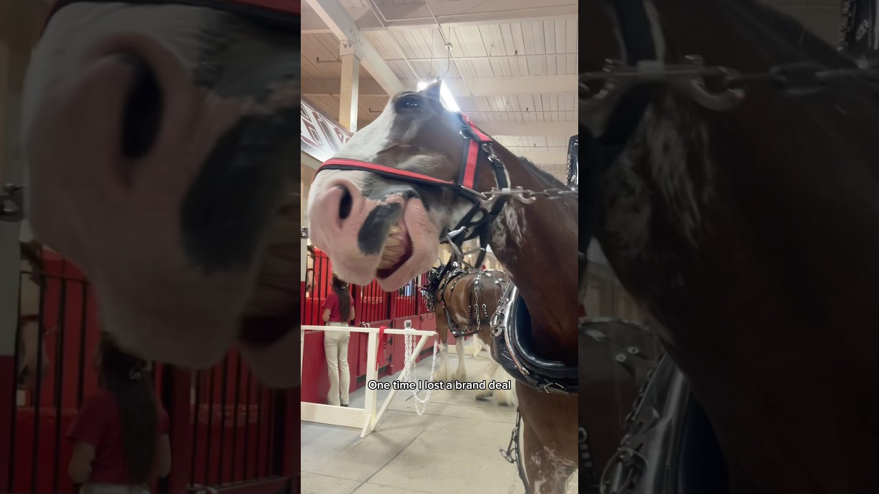 The MAJESTIC Clydesdales at the Big E Fair