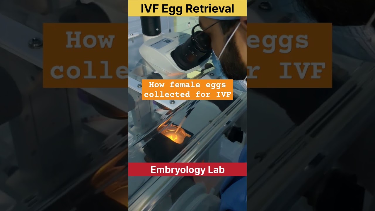 IVF Egg Retrieval by Embryologist 