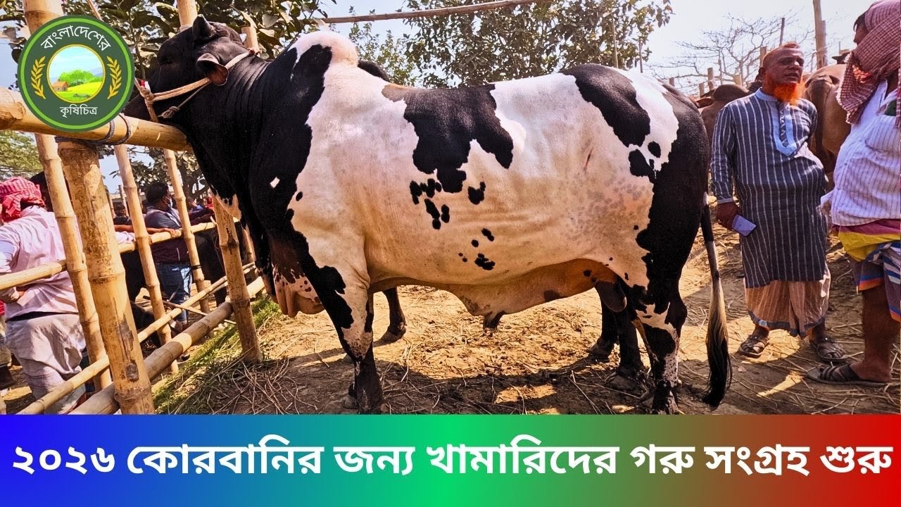 ৩১\০১\২০২৬ কোরবানি ২০২৬ সালের জন্য খামারিদের গরু সংগ্রহ করা শুরু হয়ে গেছে হযরত পুর হাটে\