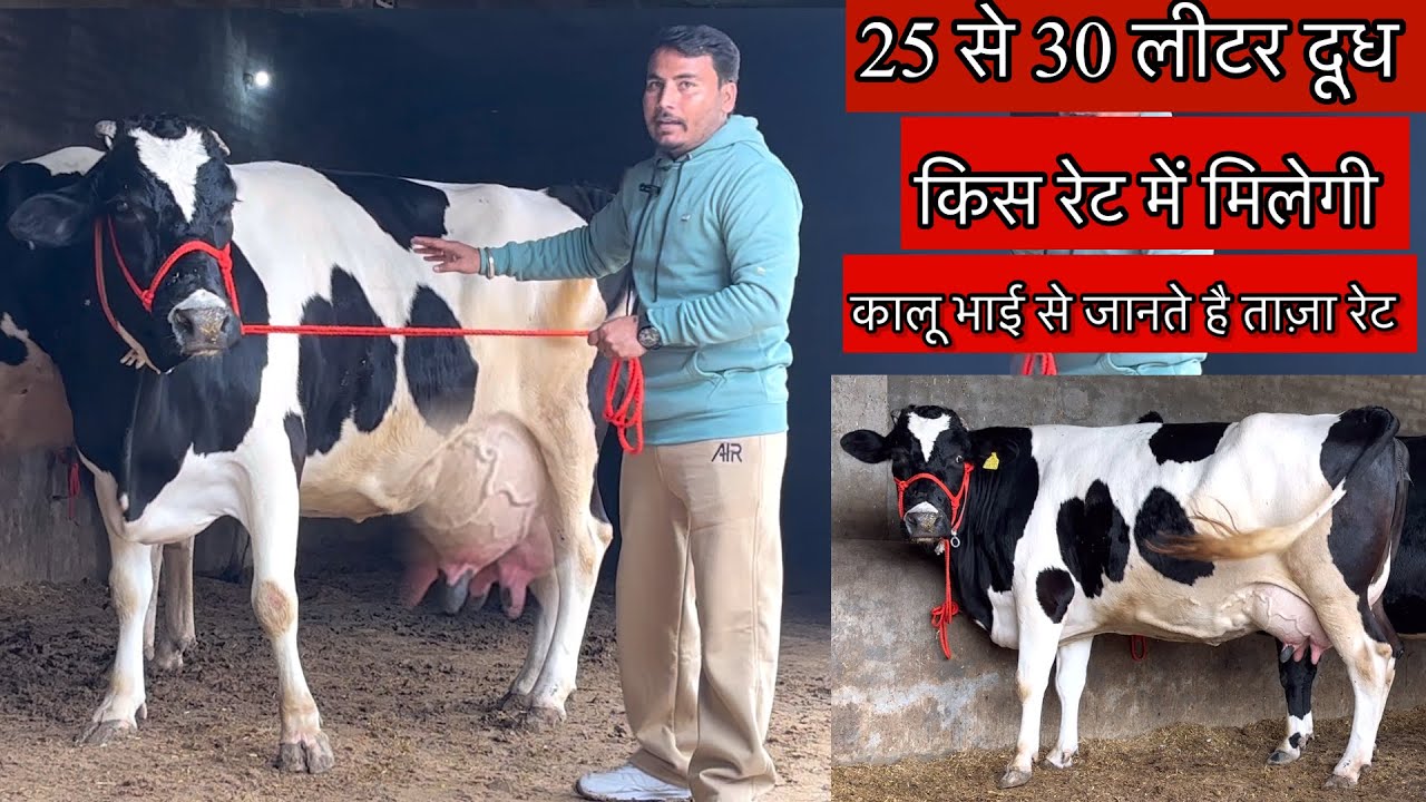 25 से 30 लीटर दूध की गाय किस  रेट में मिलेगी 🐄 जानते हैं ताज़ा मोल भाव @priyankadinuvlogs4789 