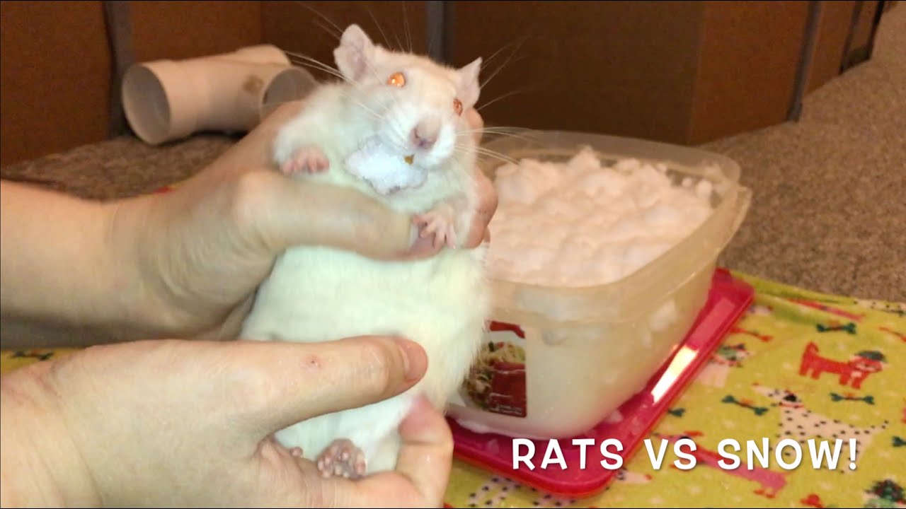 My Rats Experience Snow for the 1st Time - And Egg LOVES It!