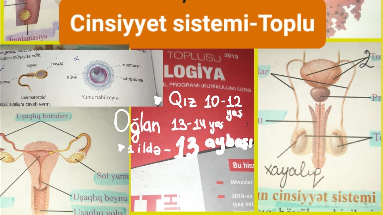 Cinsiyyet orqanlarimiz-toplu,test izahi