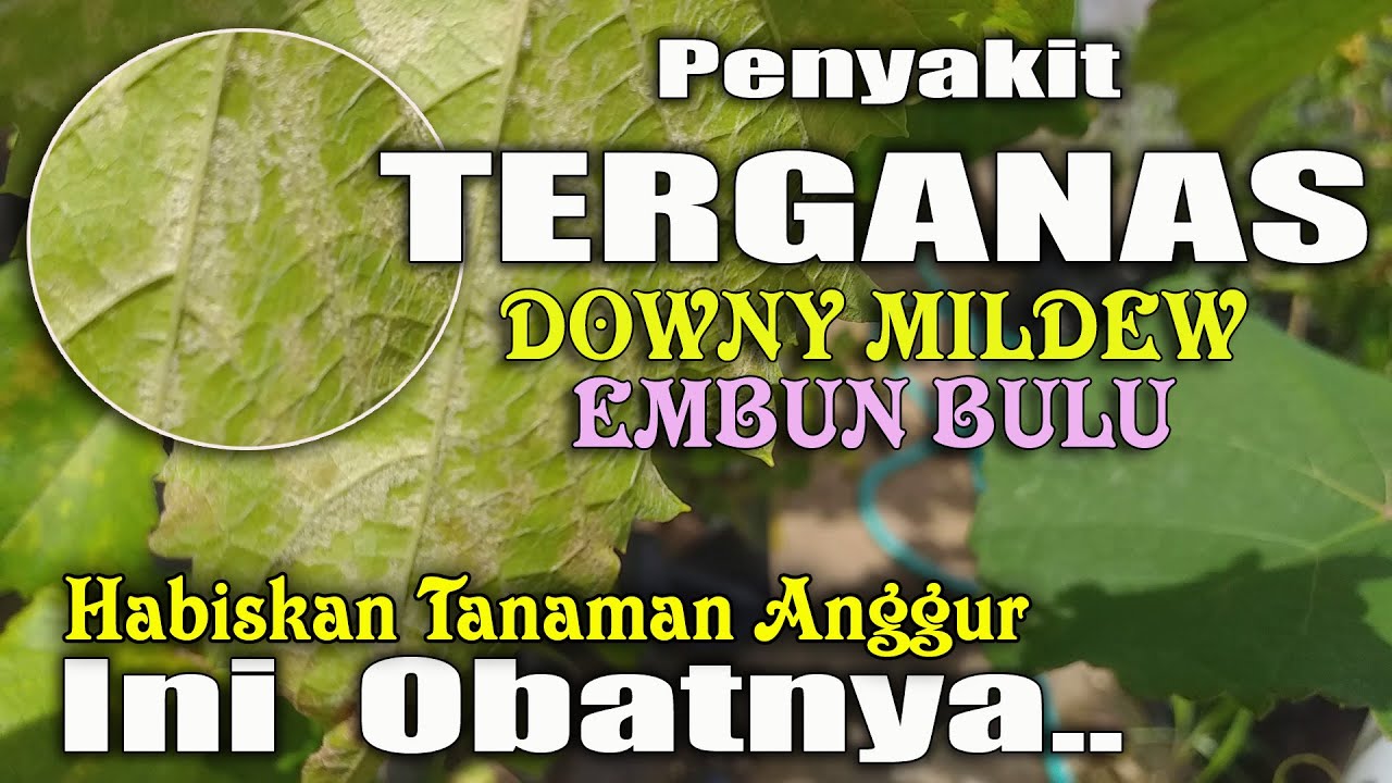INILAH PENYAKIT TANAMAN ANGGUR PALING BAHAYA.  CARA MENGOBATI PENYAKIT DOWNY MILDEW/ EMBUN BULU