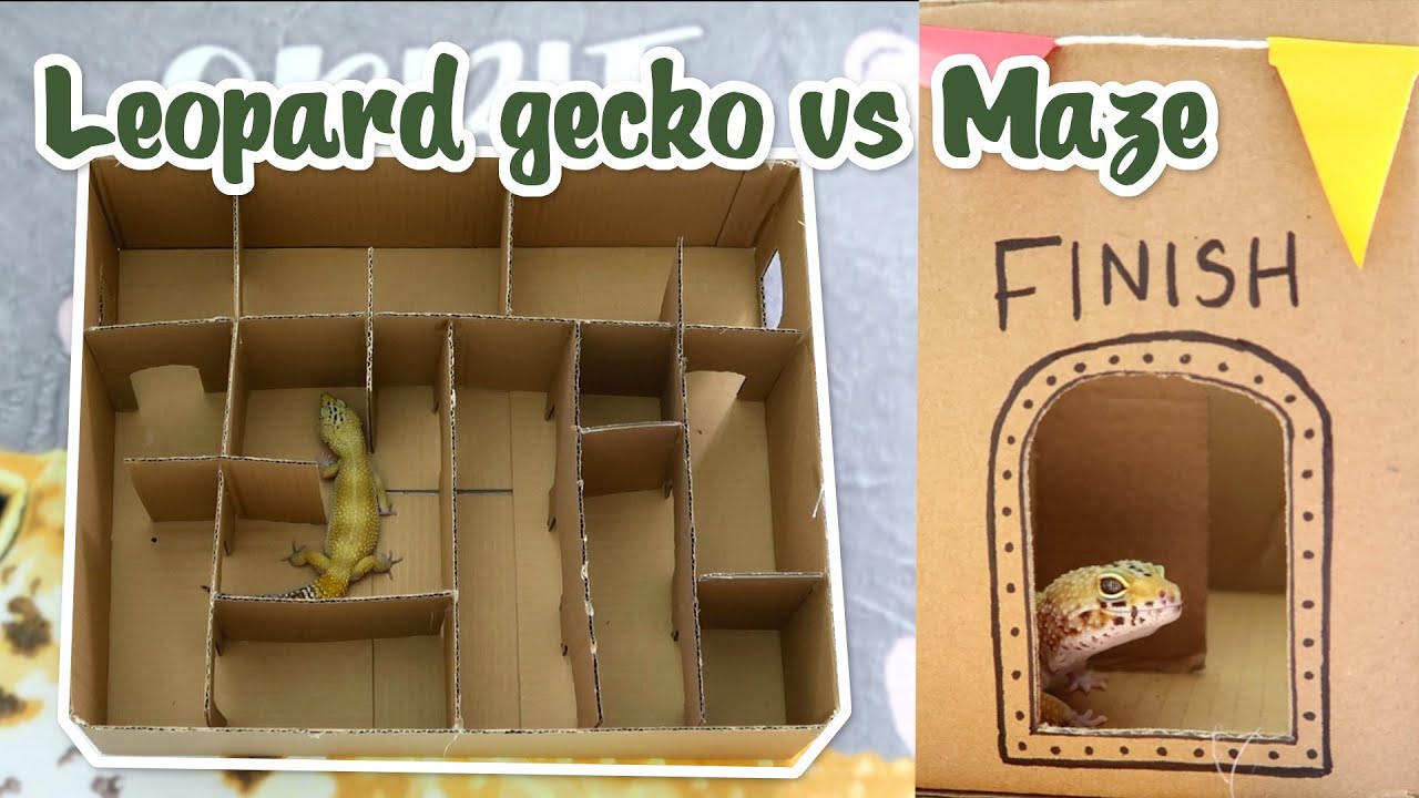Leopard gecko vs Maze