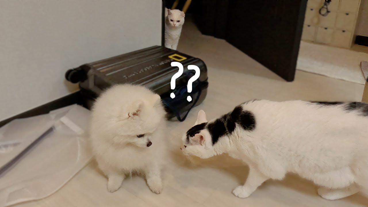 점잖은 강아지와 호기심 많은 고양이가 한달동안 함께 지내게 되었어요!! 🐶🐈
