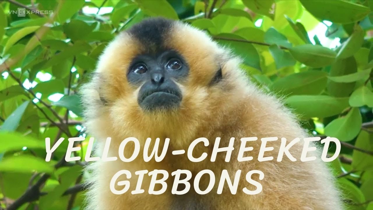 Yellow-cheeked gibbons - yellow cheeked gibbons, cat tien, vietnam