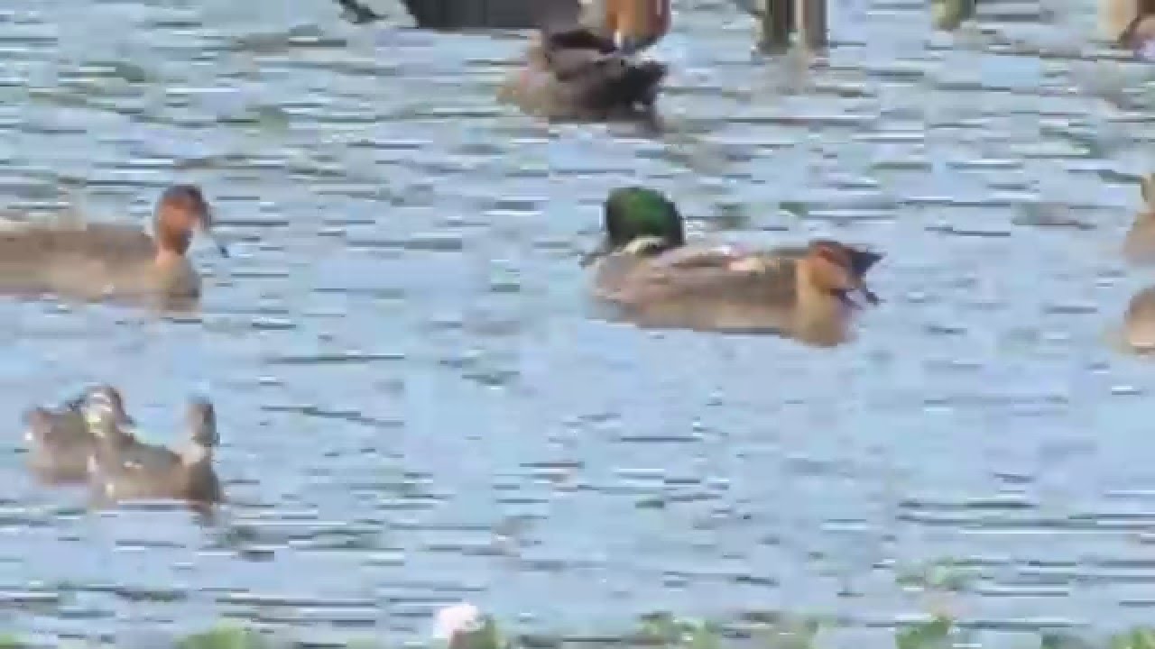 Falcated Duck in Candaba, Pampanga, Philippines