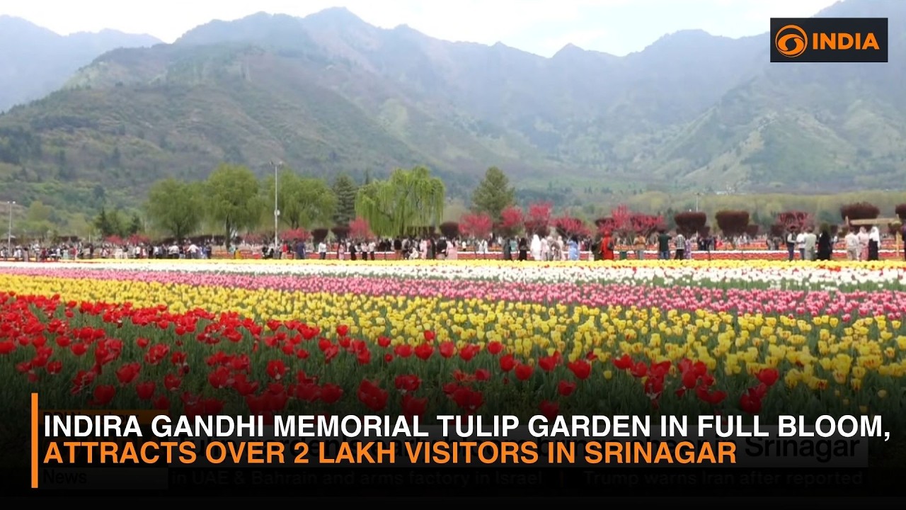 Indira Gandhi Memorial Tulip Garden in full bloom, attracts over 2 lakh visitors in Srinagar