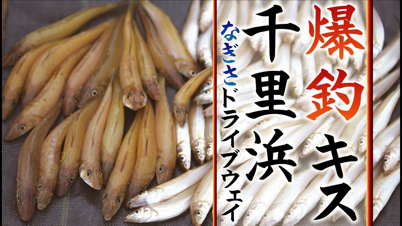 【キス釣り】爆釣！のっこみ！千里浜なぎさドライブウェイ！！