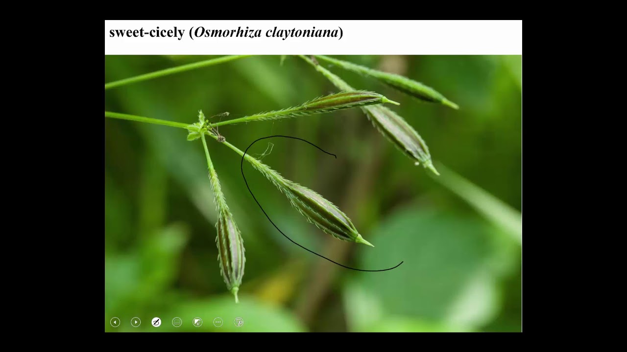 Apiaceae lecture