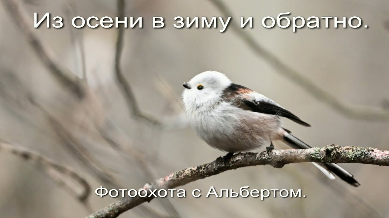 Фотоохота с Альбертом. Из осени в зиму и обратно.