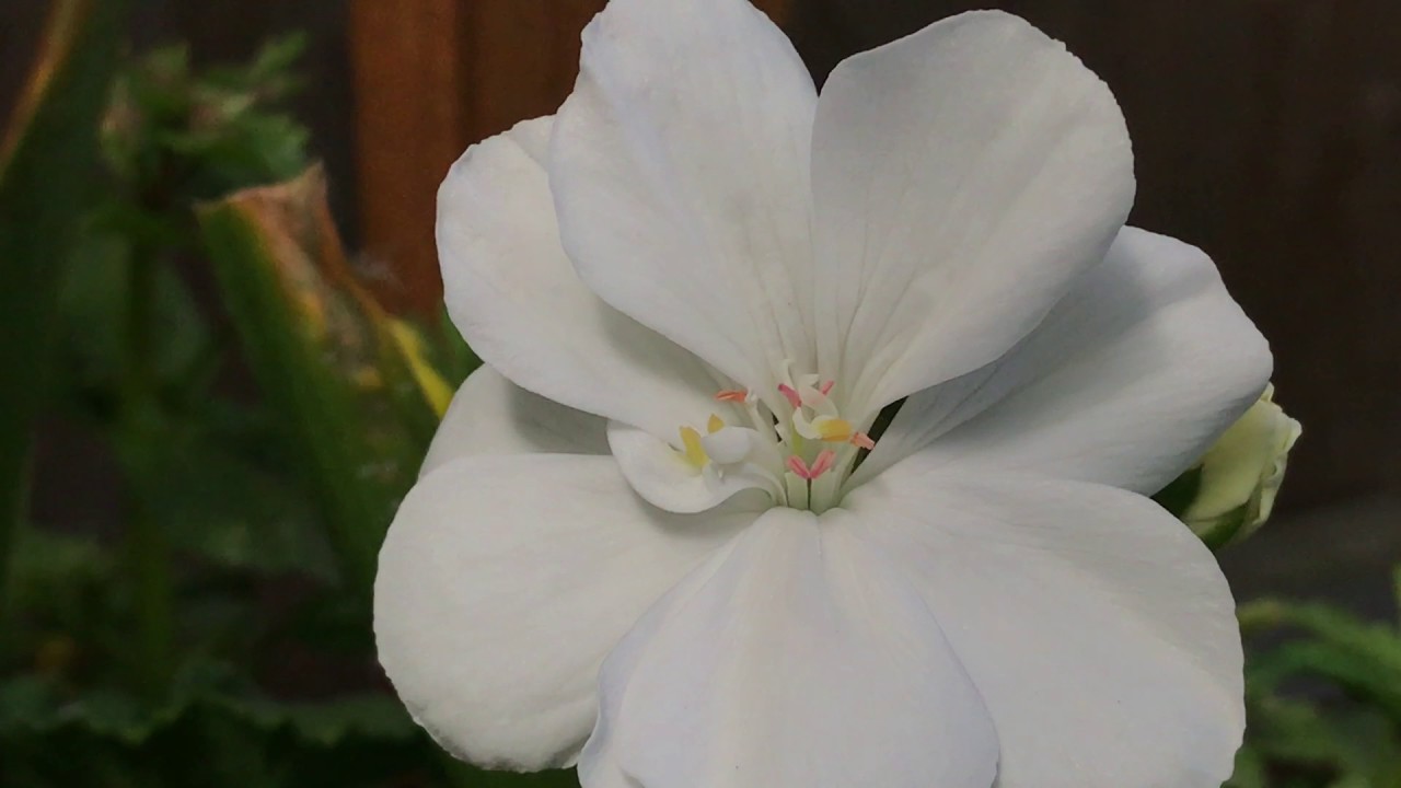 Pollination Geraniums, Polenizare Muscate