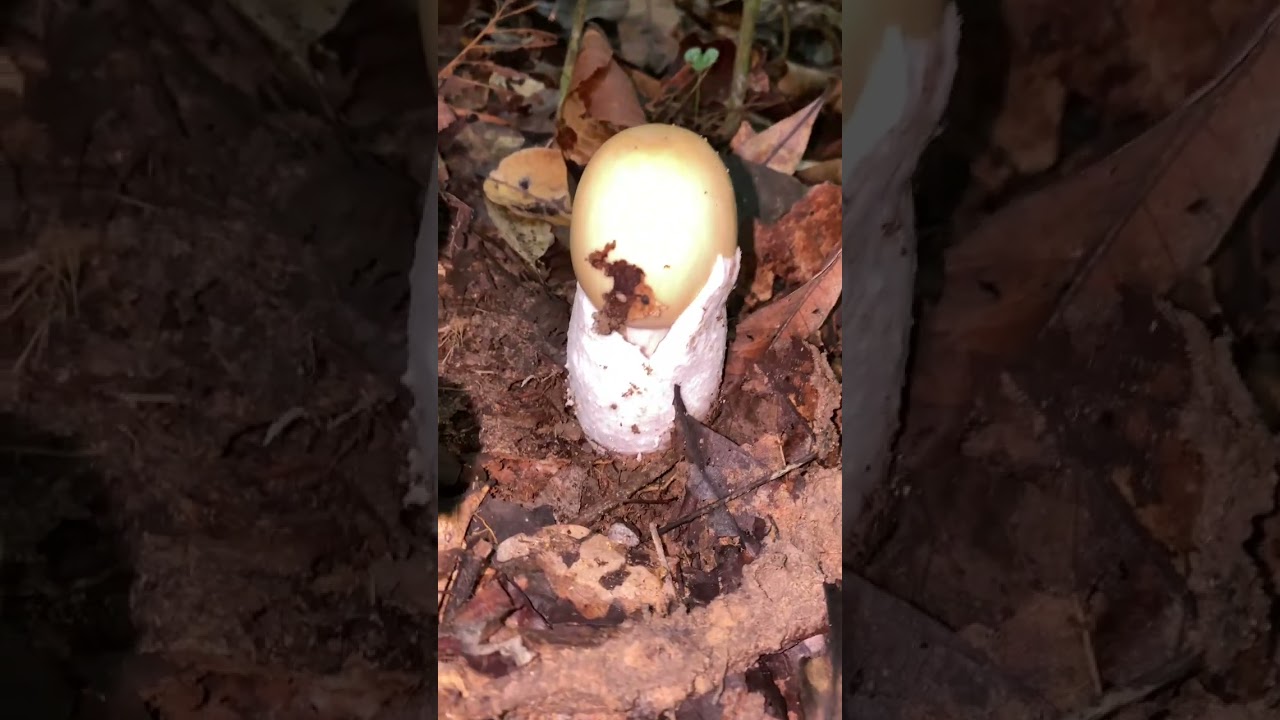 #mushroom