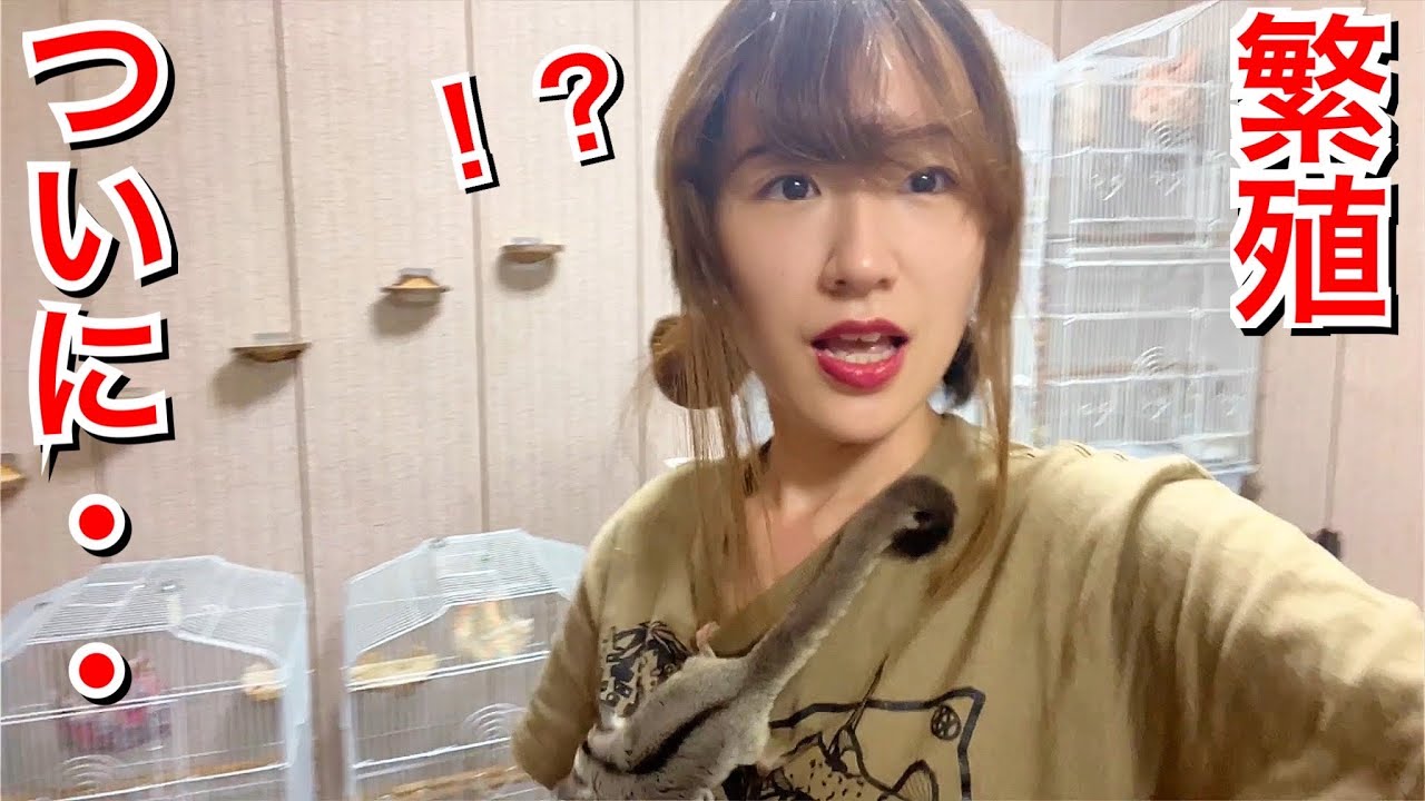【繁殖】我が家にまた新しい命が宿りました…！
