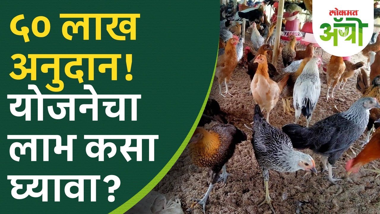 NLM Scheme : राष्ट्रीय पशुधन योजनेचा लाभ कसा घ्यावा? अर्जाची प्रक्रिया काय? | Lokmat Agro | DL2