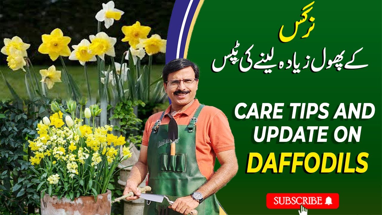 Care Tips and Update on DAFFODILS | Gardening With Javed Iqbal