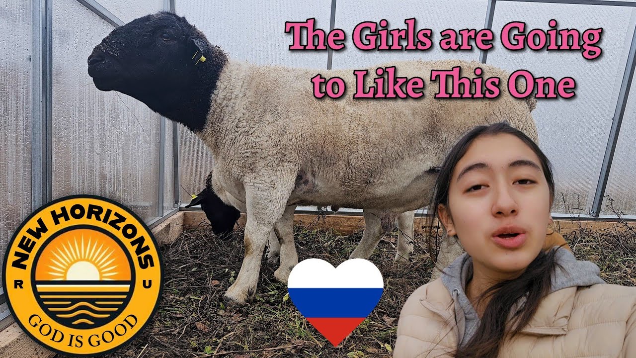 The Girls are Going to Like This One 🐑 Farming in RUSSIA 🇷🇺 ❤️