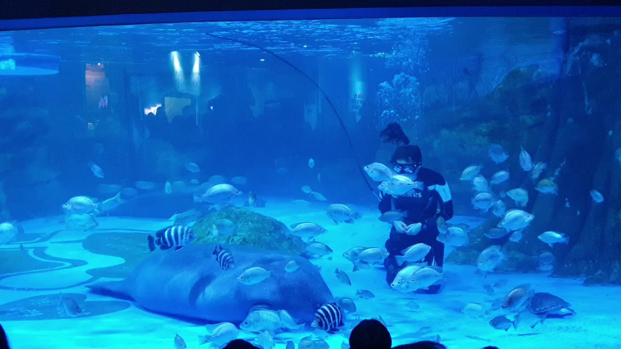 코엑스 아쿠아리움 매너티 먹이주기 (manatee feeding in coex aquarium seoul Korea)