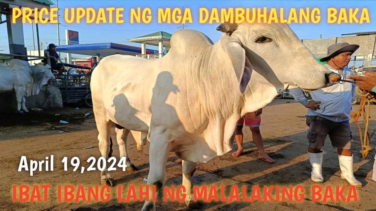 Malalahi at Malalaking Baka sa Padre Garcia Batangas!