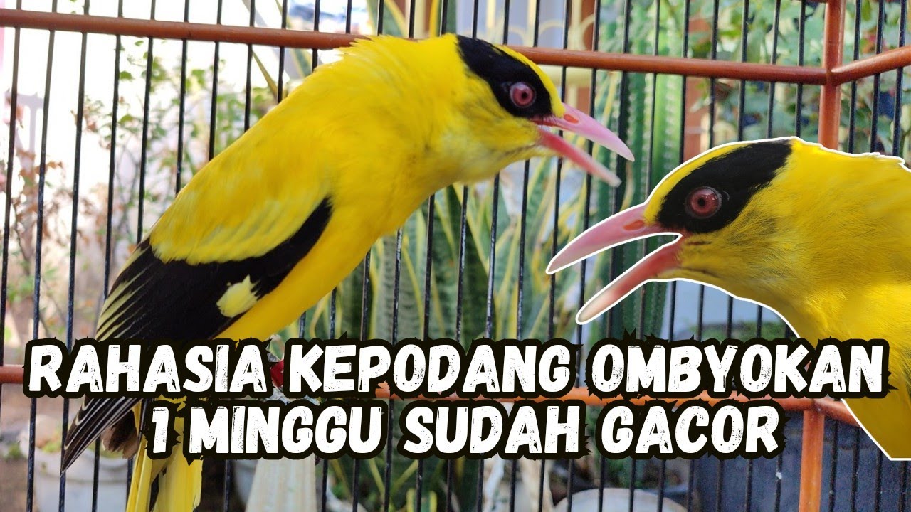 Rahasia Terungkap! Makanan Ini Bikin Kepodang Ombyokan Langsung Gacor Dalam 1 Minggu 💯