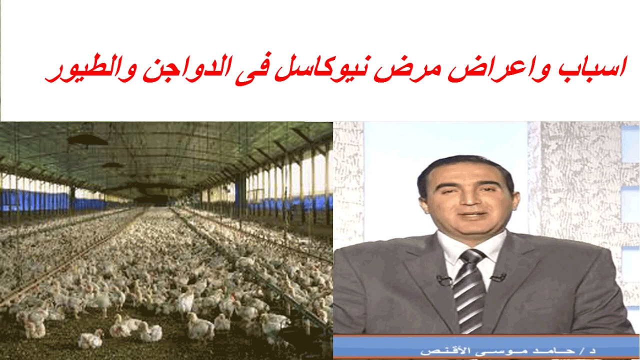 اسباب واعراض مرض نيوكاسل فى الدواجن والطيور