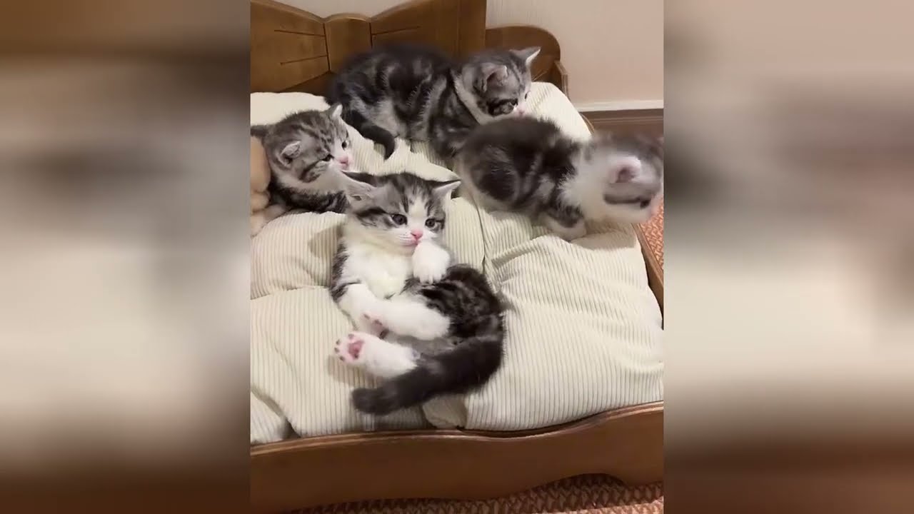Charming baby felines are going to fill you with joy