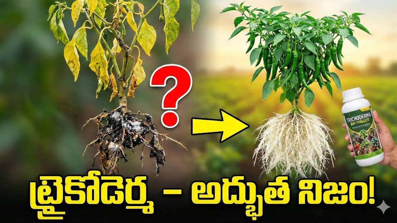 ట్రైకోడెర్మ – అద్భుత నిజం! వేరు కుళ్ళు శాశ్వతంగా తగ్గుతుందా?