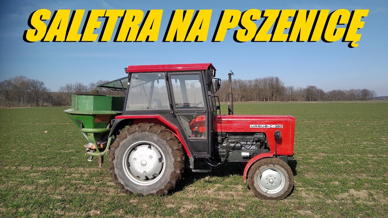 Saletra na pszenicę 2023. Ursus c360 c330 oraz Amazone ZA-F 402 w akcji