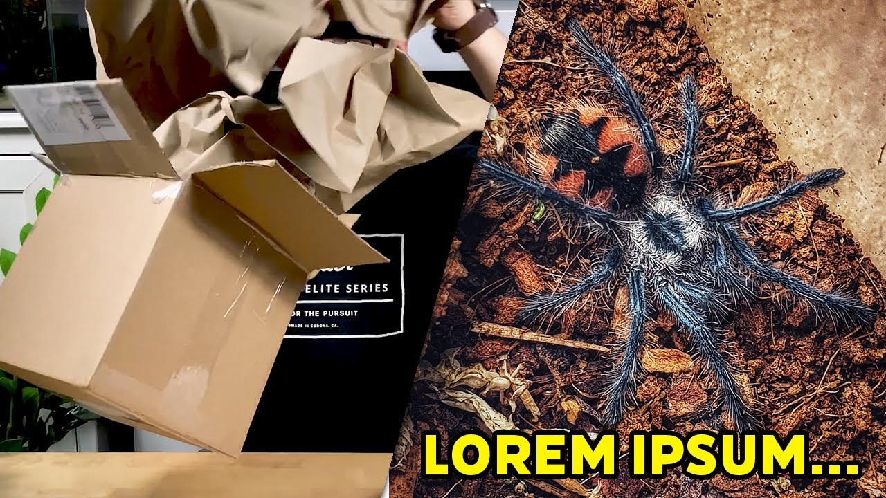 #5 Jak wymawiać nazwy ptaszników? | Paczka od S&M Spider's - 3x Pamphobeteus sp.