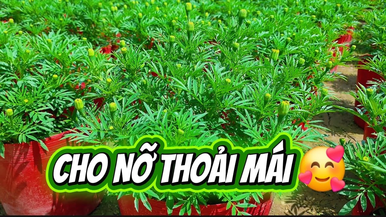 Chia sẽ công thức-tưới nước nhiều thì chậm nỡ cắt nước nhiều nỡ nhanh hơn  