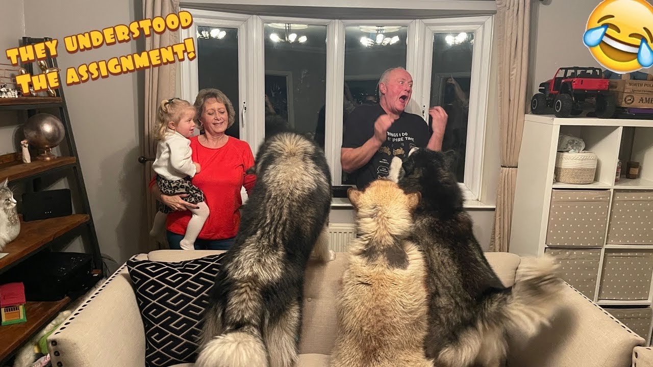 When Giant Dogs Realise Their Grandma's In The House! (Hidden Camera!)