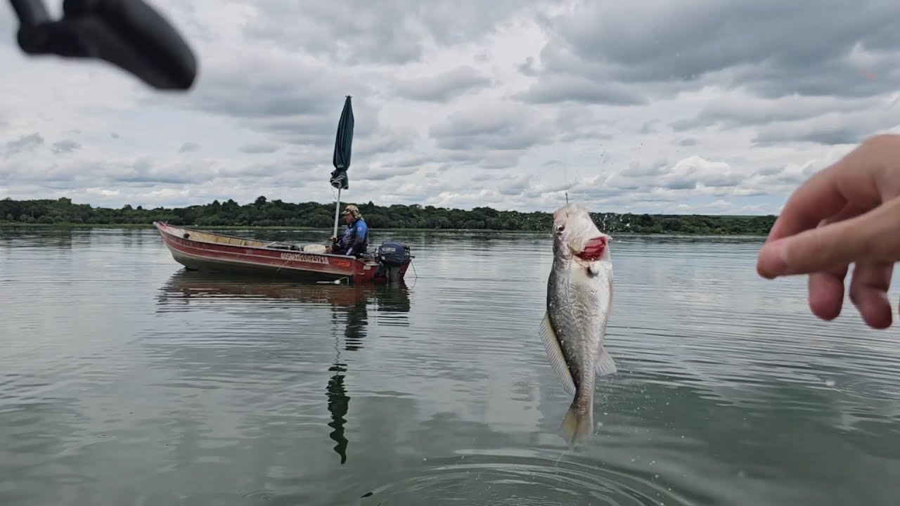 AS BRANCONAS APARECERAM NOVAMENTE, PESCARIA DE CORVINA NO RIO TIETE EM BARBOSA - SP