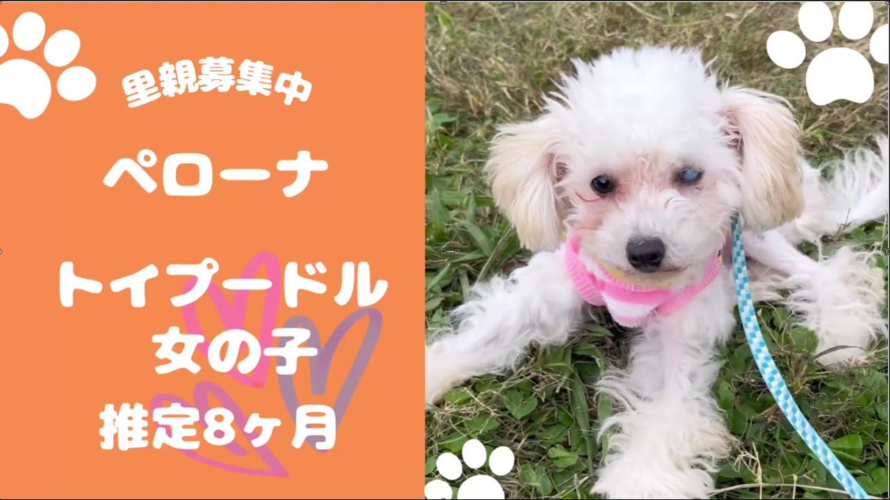 【里親さん募集中】足の手術を乗り越え、元気いっぱいのおてんば姫😊保護犬 ペローナちゃん