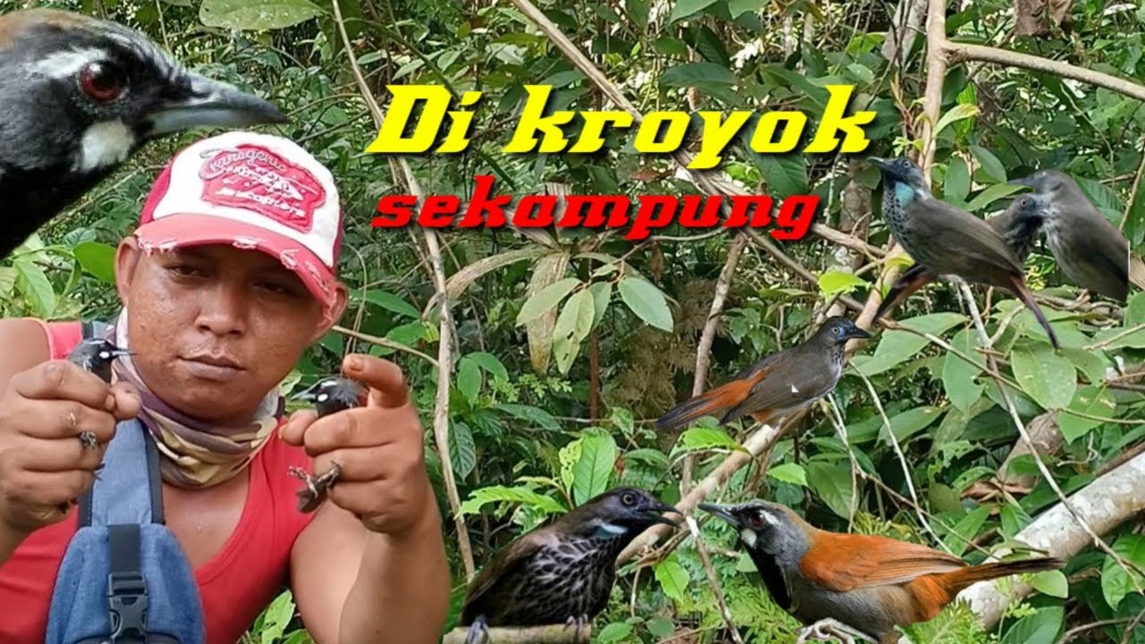 Semak Jadi Kampungnya Burung Seniper Atau TepuS