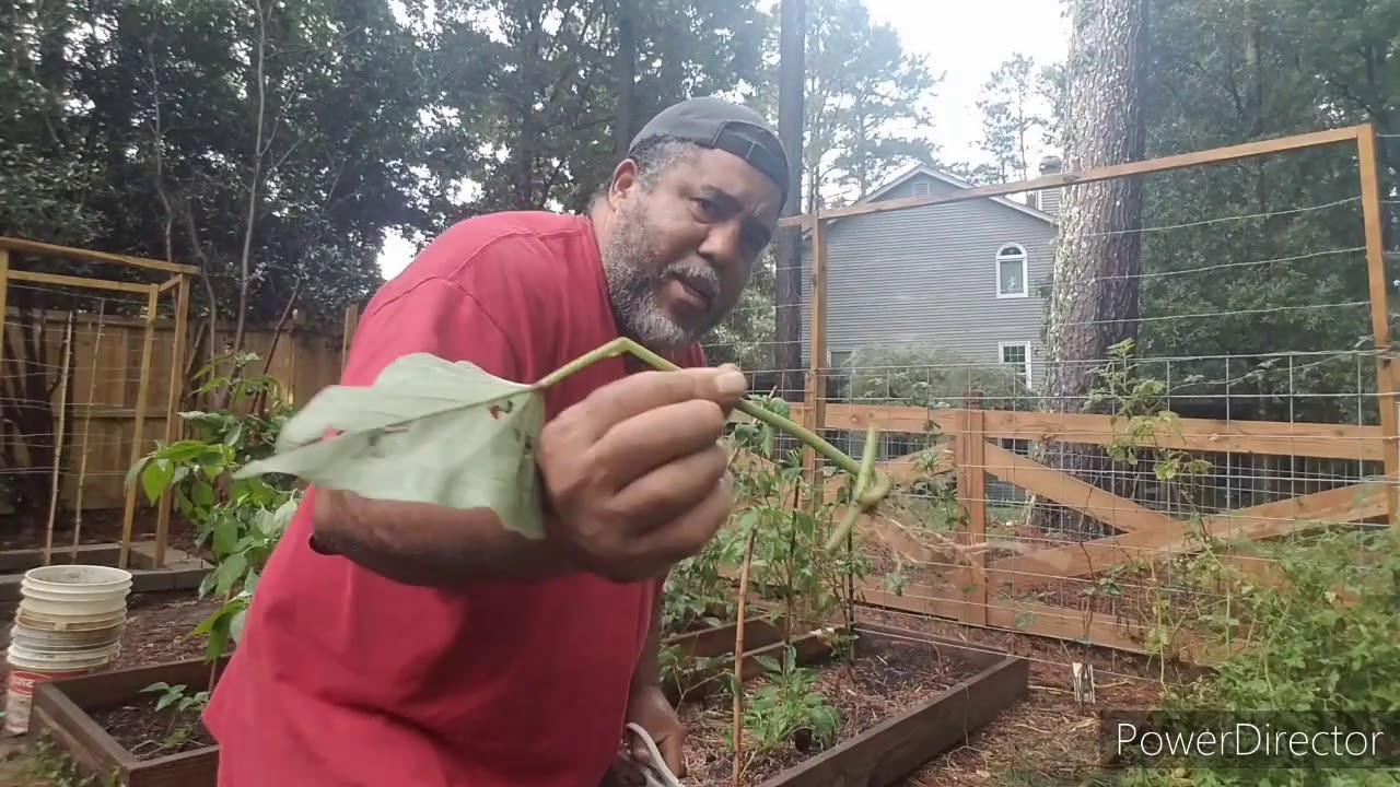Securing Next Year's Sweet Potato Plants