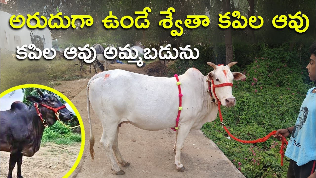 అరుదుగా ఉండే శ్వేతా కపిల ఆవు కపిల ఆవు అమ్మబడును | Swetha Kapila Cow and kapila cow