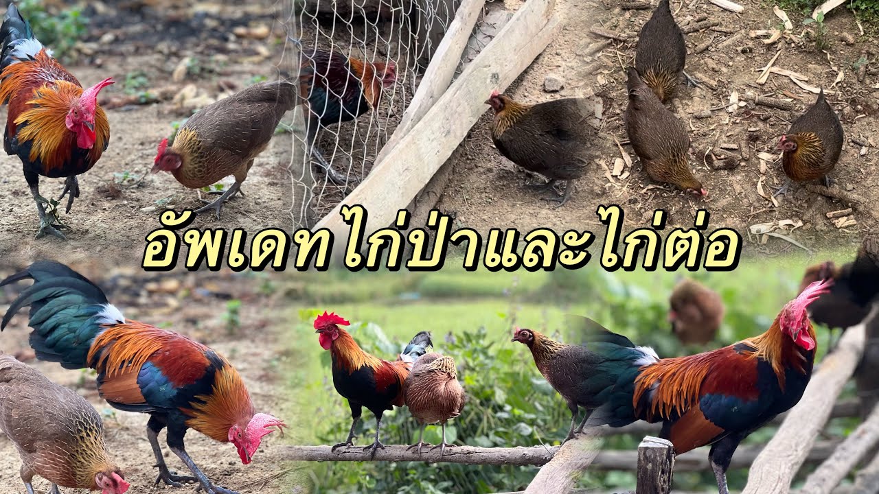 อาลี่มาอัพเดทพ่อพันธุ์ไก่ต่อให้ดูอีกครั้ง