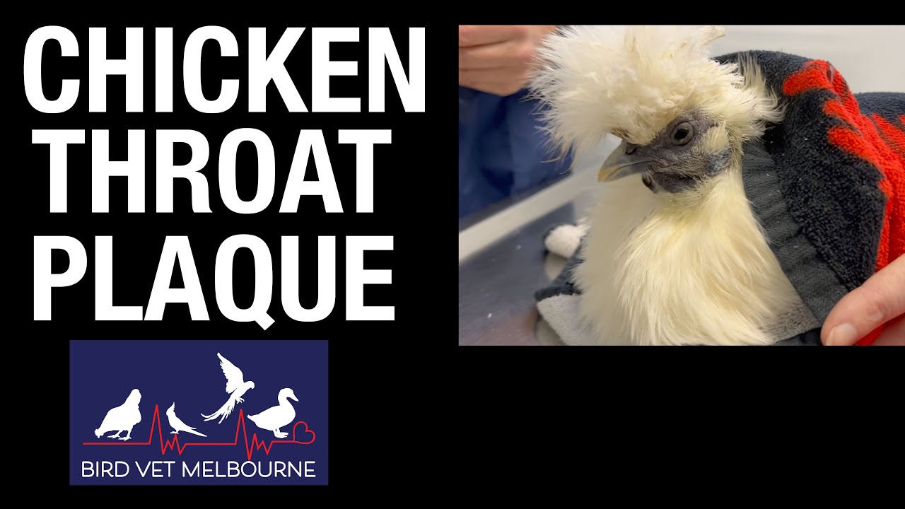 Silkie bantam chicken with white plaque at the back of her throat