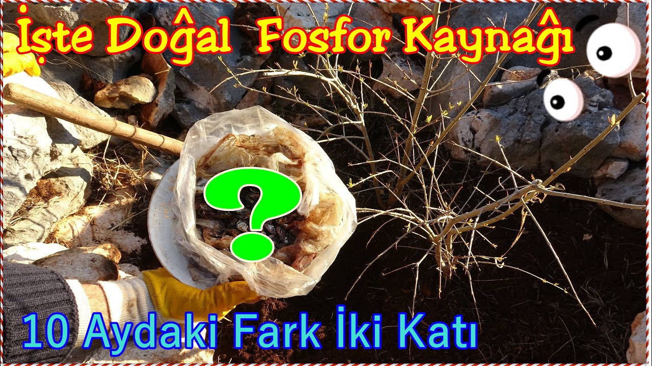 Çöpe Atma Dönüştür 🌴 Ağaçlara Doğal Fosfor Verme Deneyi