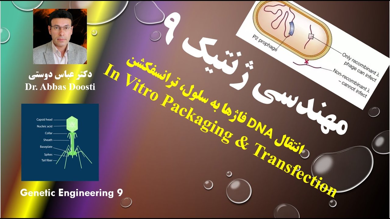 انتقال دی ان ای فاژها به سلول و انجام ترانسفکشن/In Vitro Packaging and Transfection
