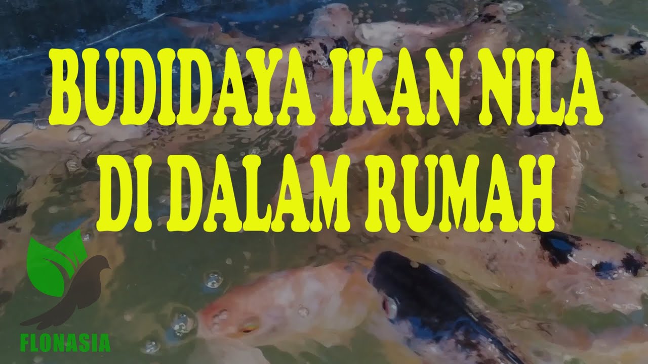 Budidaya Ikan Nila Di Dalam Rumah Bisa Panen Tiga Kwintal