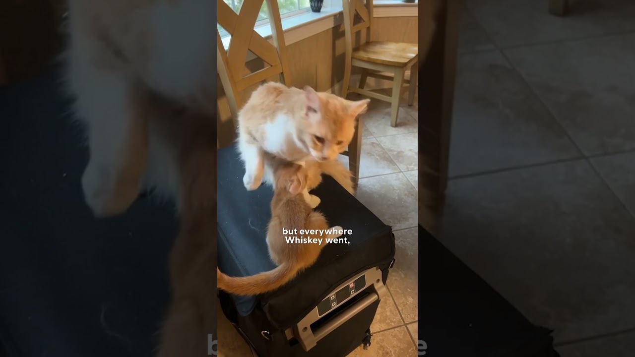 Woman's Cat Brings In An Injured Kitten | The Dodo