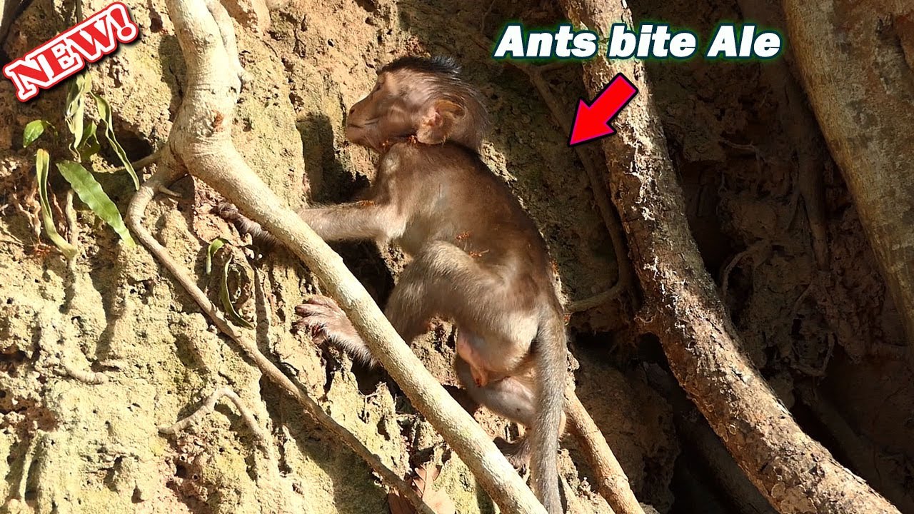 Plz save Ale! Poor baby Ale got abandon by Angel/Ale try finding mom till got seriously bite by ants
